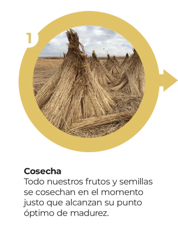 8. Móvil - Proceso Tikal Nuts 1